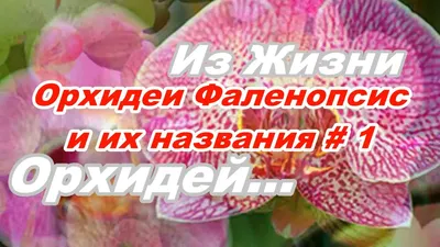 Фото орхидей: фаленопсис, башмачок, каттлея и редкие орхидеи