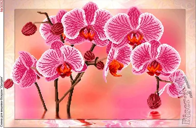 Купить AC-034 Схема для вышивки бисером на натуральном художественном  холсте 'Орхидеи' 20*20см, цена, фото, описание - в Санкт-Петербургу в  интернет-магазине Искусница