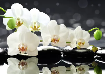 Орхидея из бисера: мастер класс своими руками, пошаговая схема (80+ фото)