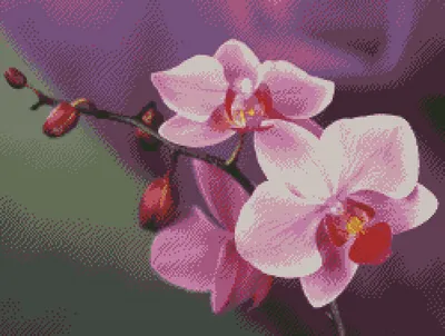 Купити Схема для полной вышивки бисером Орхидеи | Skrynya.ua