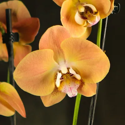 Орхидея африканский закат фото 72 фото