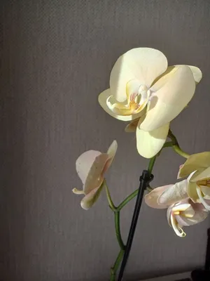 Африканский закат орхидея фаленопсис. – купить в Санкт-Петербурге, цена 640  руб., продано 20 августа 2020 – Растения и семена