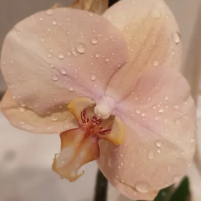 Всем привет, купила себе новую орхидею, очень понравилась,такая нежная  ❤️❤️❤️❤️Подскажите название пожалуйста 🤗🤗🤗 | ВКонтакте