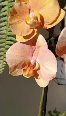 Все о правильном поливе орхидей. | ОрхиГид | Дзен