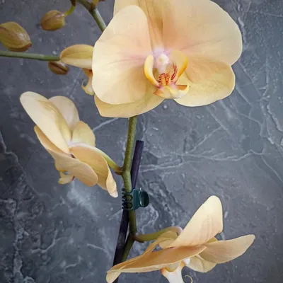 Olga's_orchid_dreams_ | Ну нельзя быть красивой такой💖 Орхидея Фаленопсис Африканский  закат | Дзен