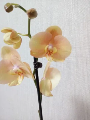 Орхидея Африканский закат✨✨✨ | Орхидеи, Орхидея, Африканский закат