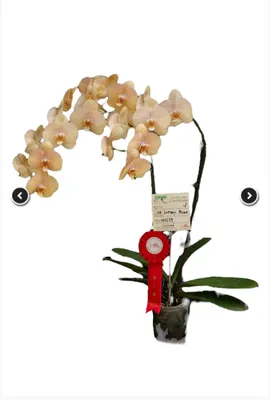 Орхидея фаленопсис Lottery Prince (Лоттери Принц) или Karina (Карина) или  African sunset (Африканский закат). Домашнее цветение | Красивая усадьба |  Дзен