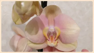 Орхидеи Мандала,Африканский закат и немного красоты❤ - YouTube