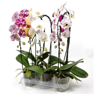 Орхидея Фаленопсис \"Брион\" купить