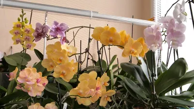 Орхидея фаленопсис Африканский Закат купить МОСКВА от 2350 рублей, доставка