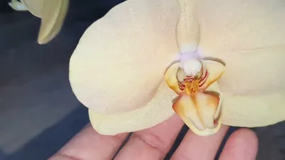 Орхидея Фаленопсис \"Шарлетт\" купить