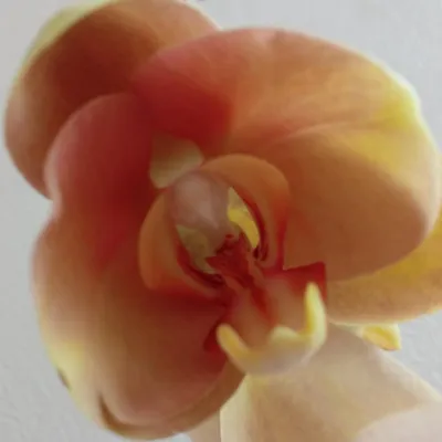 Моя новиночка орхидея Карина или Африканский закат.#орхидея #орхидеяфа... |  TikTok