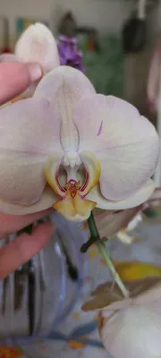 Orchid \"African Sunset\" (Karina) EXPECTED more from FLOWERING - YouTube
