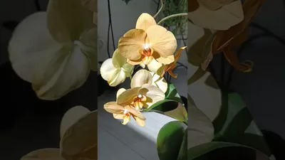Орхидея Африканский закат - Карина – купить в Новосибирске, цена 1 200  руб., продано 12 ноября 2020 – Растения и семена