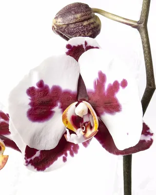 Орхидея Карина/ Африканский закат🧡 Orchid Karina/ African sunset - YouTube