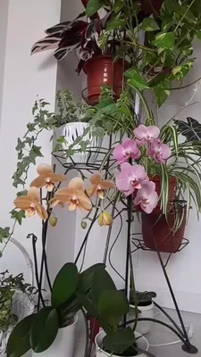https://www.instagram.com/blooming_minsk/