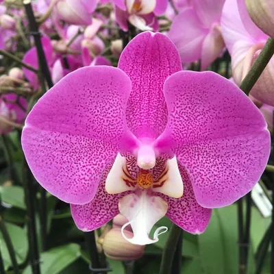 Названия орхидей + фото❗️ | Вилена Цветкова | Дзен
