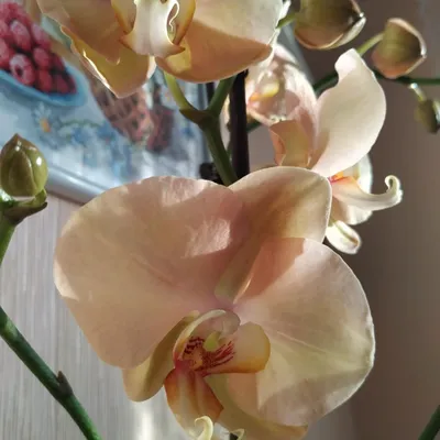 Золотая орхидея Африканский Закат 🧡🧡🧡 Phalaenopsis African sunset -  YouTube