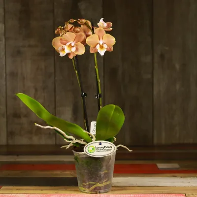 Орхідея (підліток зараз без квітів) TopDreams фаленопсис Phal. Lottery  Prince OX1639 (Карина, Африканский закат) стандарт в розмірі 1.7  (торфстакан) – фото, отзывы, характеристики в интернет-магазине ROZETKA от  продавца: TD-Orchids | Купить в