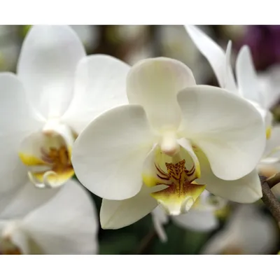 Орхидеи купить в Львове: цена, отзывы