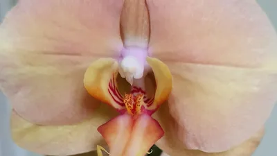Орхидеи ✓ Обзор моей новиночки \"Африканский Закат \" ✓ Шикарный завоз ! -  YouTube