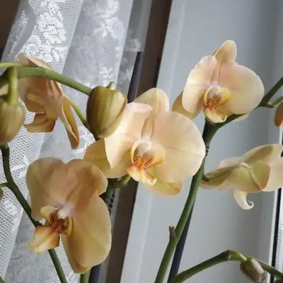 Орхидея фаленопсис Африканский закат – купить в Челябинске, цена 990 руб.,  продано 7 мая 2019 – Растения и семена