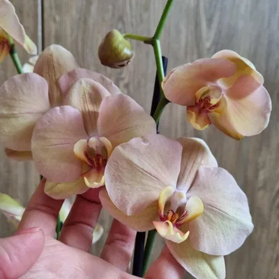 Орхидея фаленопсис Карина или Африканский закат – купить в Екатеринбурге,  цена 1 300 руб., продано 2 марта 2021 – Растения и семена