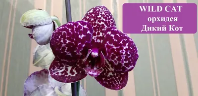 Орхидея фаленопсис Африканский закат на дуге – купить в Москве, цена 1 700  руб., продано 19 марта 2020 – Растения и семена