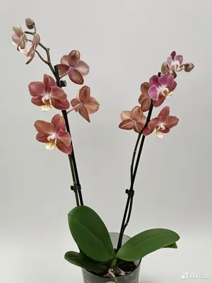 Phal. Burgundy peloric | Орхидеи, Комнатные цветы, Орхидея