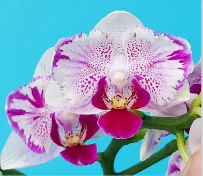 Орхидея фаленопсис Африканский закат – купить в Челябинске, цена 990 руб.,  продано 7 мая 2019 – Растения и семена