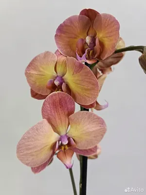 Орхидея Фаленопсис \"Шарлетт\" купить