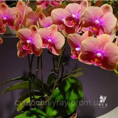Орхидея африканский закат - 66 фото