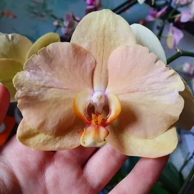 Цветущая орхидея мутант 😍🌺 . Бабочка Карина/ Африканский закат 🌺 . 1 ст  ,12 горшок.❌❌❌ . Продана. #бабочкакарина | Instagram