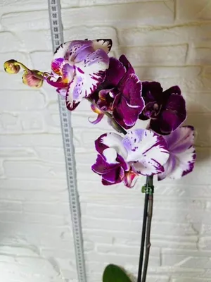 Орхидея Мейджик Арт Алмазное небо: 299 грн. - Комнатные растения Кременчуг  на Olx