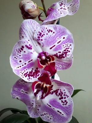 Орхидея Phalaenopsis Magic Art (отцвел)