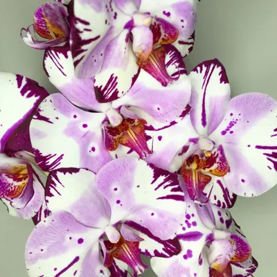 Орхидея \"Алмазное небо\" латексная... - Орхидейки латекс | Facebook