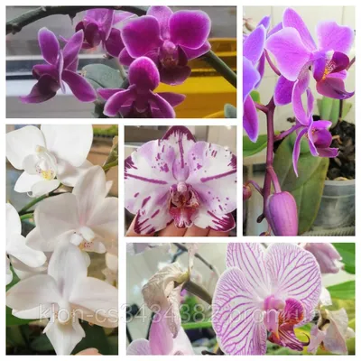 Продам орхидеи амадору ,алмазное небо и жёлтую, фиолетовую: 170 грн. -  Комнатные растения Шостка на Olx