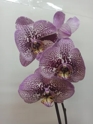 Орхидеи: Пират Пикоти и Меджик Арт или Алмазное Небо. Обзор и особенности  сорта. - YouTube