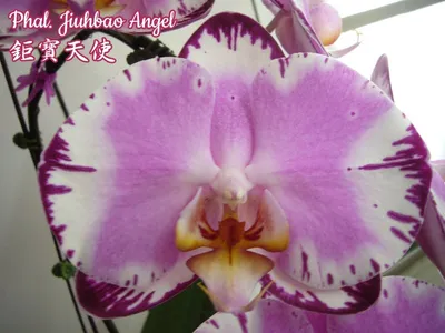 Орхидеи Винница - Бабочка Алмазное небо на 1 цветонос... | Facebook