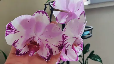 Орхидея фаленопсис каменная роза - красивые фото