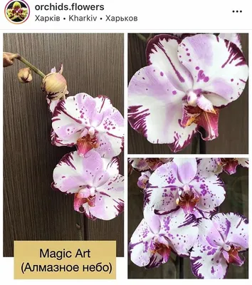 Фаленопсис Магик Арт (Phalaenopsis Magic Art) — купить в интернет-магазине  Ангелок