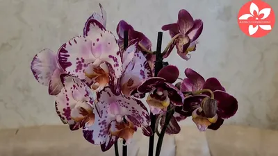 Орхидея Phalaenopsis Elegant Diamond Sky (отцвел)