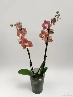 Орхидеи с разными сортами цветения на цветоносах.Попугай, Мария Тереза, Алмазное  Небо, Бернадетта | Жизнь на подоконнике | Дзен