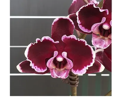 Как распускается орхидея Меджик Арт или Алмазное Небо (orchid Magic Art) -  YouTube