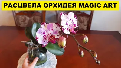 https://www.olx.ua/d/obyavlenie/detki-orhideya-almaznoe-nebo-IDU8iV3.html