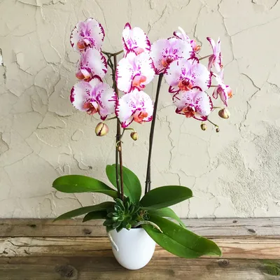 Орхидея Фаленопсис - «Из ста тысяч орхидных в домах прижились единицы  видов: моя капризная красавица четырех оттенков и как за ней правильно  ухаживать» | отзывы