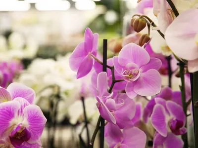 В горшке \"цветет\" плесень, а не орхидея: как помочь растению | В цветнике  (Огород.ru)