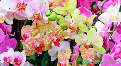 Посыпьте этим аптечным препаратом землю – и орхидея снова зацветет.  Эксперты рассказали, как спасти растение от повреждений и грибка