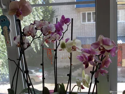 Орхидея Фаленопсис Magic Blue, не цветущая: продажа, цена в Мелитополе.  Горшечные растения от \"Ландшафтная компания \"Зеленая Жизнь\"\" - 1525896863