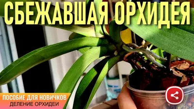 Почему у орхидеи вялые листья, что делать и почему вянут